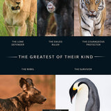 Dynasties The Rise and Fall of Animal Families Stephen Moss David Attenborough