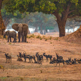 Dynasties The Rise and Fall of Animal Families Stephen Moss David Attenborough